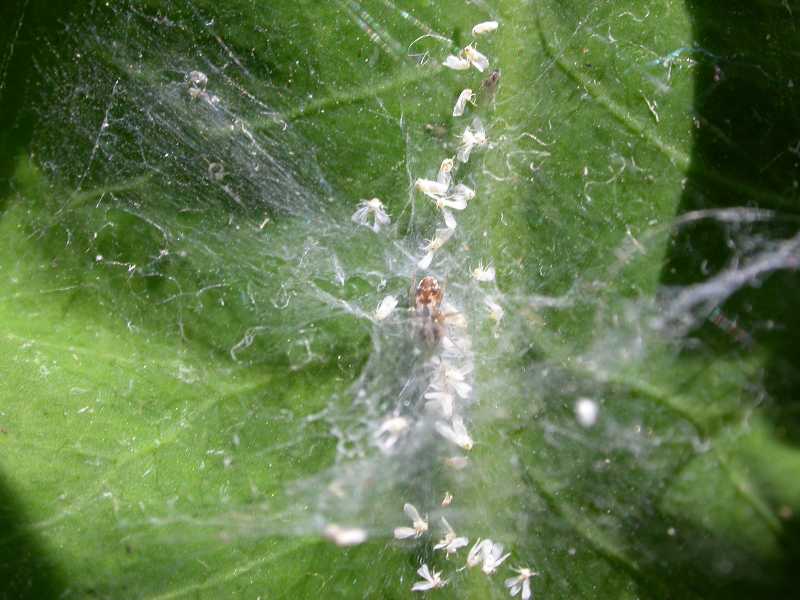 Insect pests of cacti and succulents grown as house plants